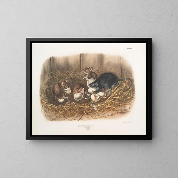 Rat noir, dimension naturale, vecchio e giovane - John Woodhouse Audubon — quadro incorniciato alla parete