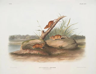 Topo di topo arancione Mus aureolus dimensioni naturali - John Woodhouse Audubon — vista dell’opera