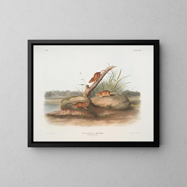 Topo di topo arancione Mus aureolus dimensioni naturali - John Woodhouse Audubon — quadro incorniciato alla parete