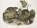 Rat marrone o rat norvegese dimensioni naturali maschio femmina giovane - John Woodhouse Audubon — vista dell’opera