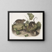 Rat marrone o rat norvegese dimensioni naturali maschio femmina giovane - John Woodhouse Audubon — quadro incorniciato alla parete