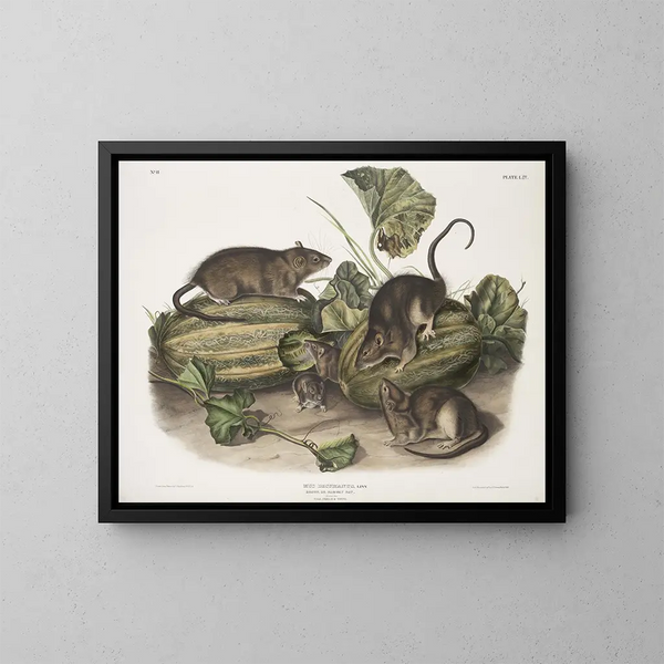 Rat marrone o rat norvegese dimensioni naturali maschio femmina giovane - John Woodhouse Audubon — quadro incorniciato alla parete