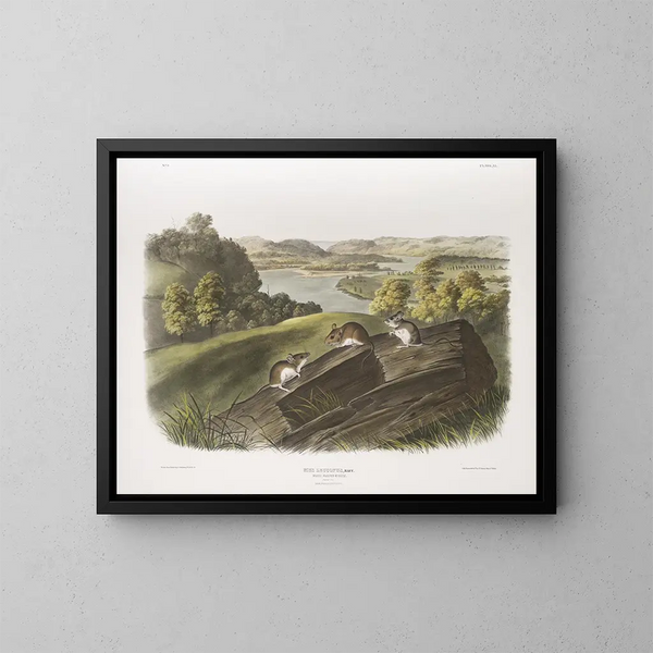 Topo con zampe biane Dimensione naturale Maschio, femella e giovane - John Woodhouse Audubon — quadro incorniciato alla parete
