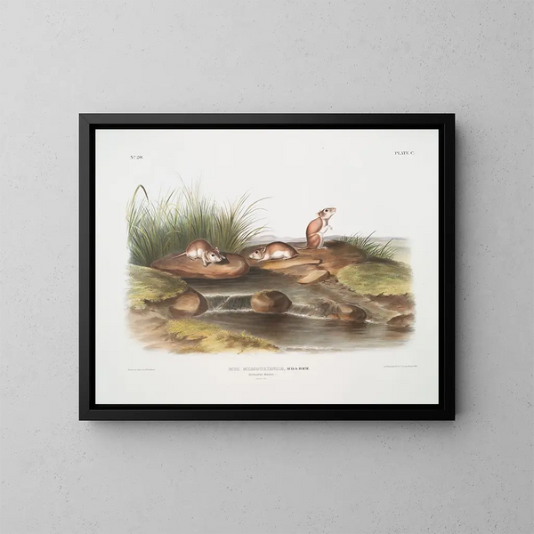 Topo delle topoline del Missouri in dimensioni naturali - John Woodhouse Audubon — quadro incorniciato alla parete