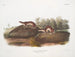 Fouine americana - John Woodhouse Audubon — vista dell’opera