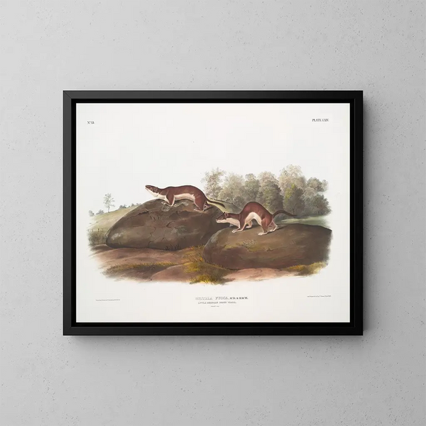 Fouine americana - John Woodhouse Audubon — quadro incorniciato alla parete