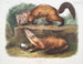 Martre des pins mâle et femelle en pelage d'hiver taille naturelle - John Woodhouse Audubon — vista dell’opera