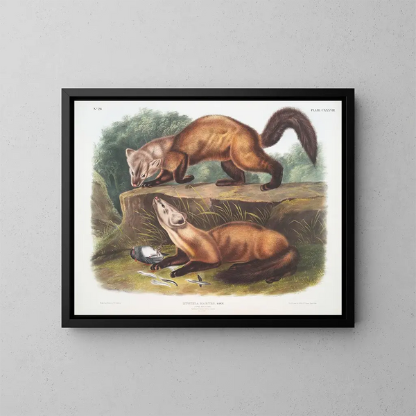 Martre des pins mâle et femelle en pelage d'hiver taille naturelle - John Woodhouse Audubon — quadro incorniciato alla parete