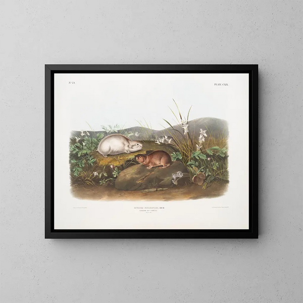 Lemming della baia di Hudson a grandezza naturale - John Woodhouse Audubon — quadro incorniciato alla parete