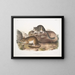 Neotoma drummondii, dimensioni reali - John Woodhouse Audubon — quadro incorniciato alla parete