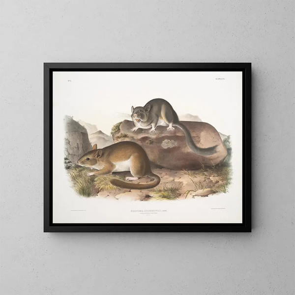 Neotoma drummondii, dimensioni reali - John Woodhouse Audubon — quadro incorniciato alla parete