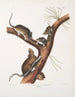 Neotoma Floridana Ratto della Florida Dimensione naturale Maschio, femmina e giovani di età diversa - John Woodhouse Audubon — vista dell’opera
