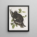 Istrice del Canada Hystrix dorsata - John Woodhouse Audubon — quadro incorniciato alla parete