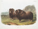 Bœufs musqués mâles - John Woodhouse Audubon — vista dell’opera