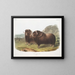 Bœufs musqués mâles - John Woodhouse Audubon — quadro incorniciato alla parete