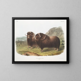 John Woodhouse Audubon - Ovibos moschatus Musk Ox Males.webp