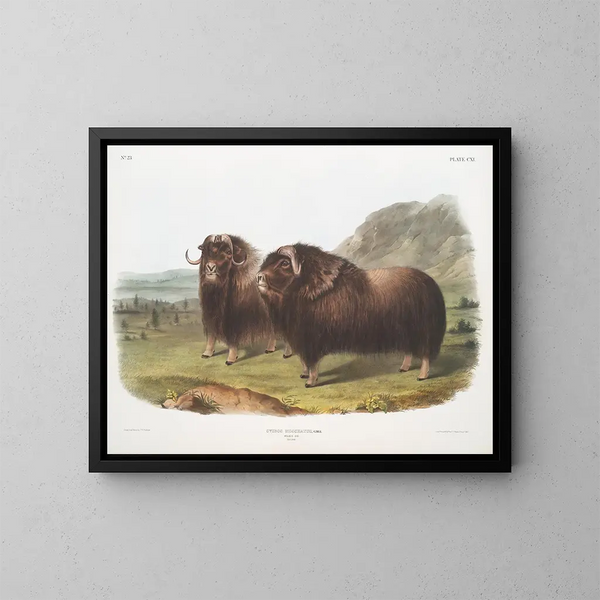 Bœufs musqués mâles - John Woodhouse Audubon — quadro incorniciato alla parete