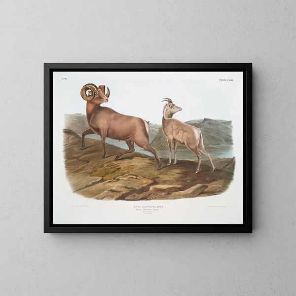 Mouton des montagnes rocheuses mâle et femelle - John Woodhouse Audubon — quadro incorniciato alla parete