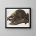 Raton laveur maschio a grandezza naturale - John Woodhouse Audubon — quadro incorniciato alla parete