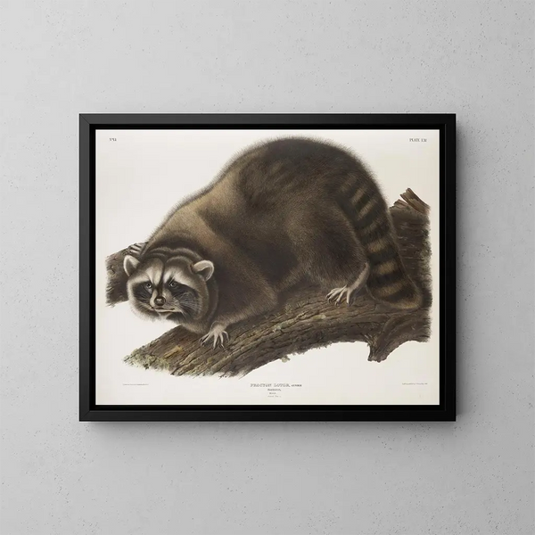 Raton laveur maschio a grandezza naturale - John Woodhouse Audubon — quadro incorniciato alla parete