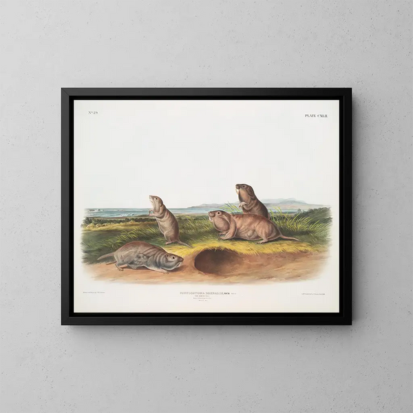 Pseudostoma borealis, il ratto di Camas, maschio, femmina, giovane, dimensioni naturali - John Woodhouse Audubon — quadro incorniciato alla parete