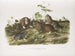 Ratto con tasca del Canada dimensione naturale - John Woodhouse Audubon — vista dell’opera