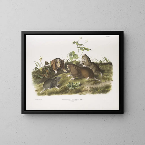 Ratto con tasca del Canada dimensione naturale - John Woodhouse Audubon — quadro incorniciato alla parete