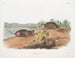 Rat di tasca a forma di talpa, dimensioni naturali - John Woodhouse Audubon — vista dell’opera