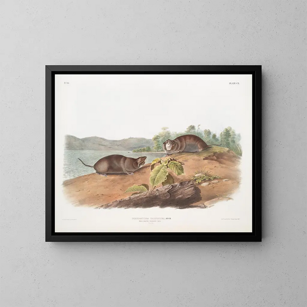 Rat di tasca a forma di talpa, dimensioni naturali - John Woodhouse Audubon — quadro incorniciato alla parete