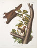 Pteromys oregonensis Scoiattolo volante dell'Oregon Dimensioni naturali - John Woodhouse Audubon — vista dell’opera