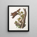 Pteromys oregonensis Scoiattolo volante dell'Oregon Dimensioni naturali - John Woodhouse Audubon — quadro incorniciato alla parete