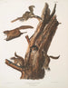 Pteromys volucella Scoiattolo volante comune Dimensione naturale 1 2 Maschi 3 4 Femmine 5 Giovani - John Woodhouse Audubon — vista dell’opera
