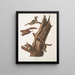Pteromys volucella Scoiattolo volante comune Dimensione naturale 1 2 Maschi 3 4 Femmine 5 Giovani - John Woodhouse Audubon — quadro incorniciato alla parete