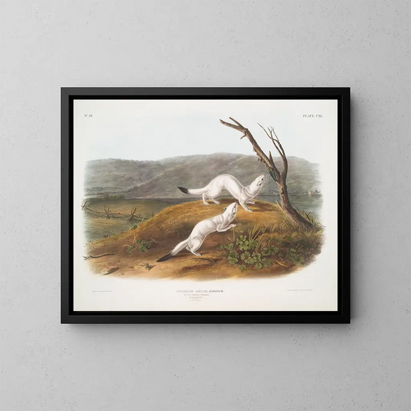 Belette agile maschio e femmina dimensioni naturali pelliccia invernale - John Woodhouse Audubon — quadro incorniciato alla parete