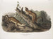 Fouine à collerette, maschi, dimensione naturale - John Woodhouse Audubon — vista dell’opera
