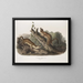 Fouine à collerette, maschi, dimensione naturale - John Woodhouse Audubon — quadro incorniciato alla parete