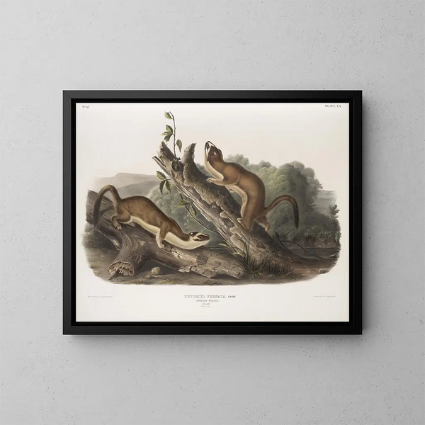 Fouine à collerette, maschi, dimensione naturale - John Woodhouse Audubon — quadro incorniciato alla parete