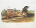 Fouine fauve maschio dimensioni naturali - John Woodhouse Audubon — vista dell’opera