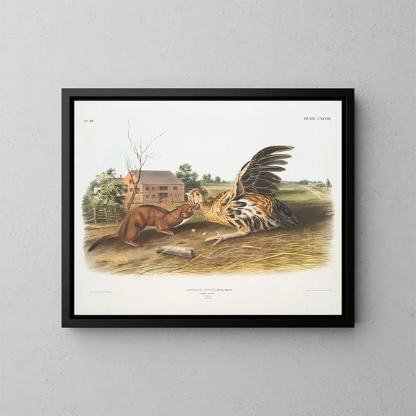 Fouine fauve maschio dimensioni naturali - John Woodhouse Audubon — quadro incorniciato alla parete