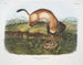 Furet nero a piedi neri dimensione naturale - John Woodhouse Audubon — vista dell’opera