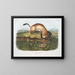 Furet nero a piedi neri dimensione naturale - John Woodhouse Audubon — quadro incorniciato alla parete