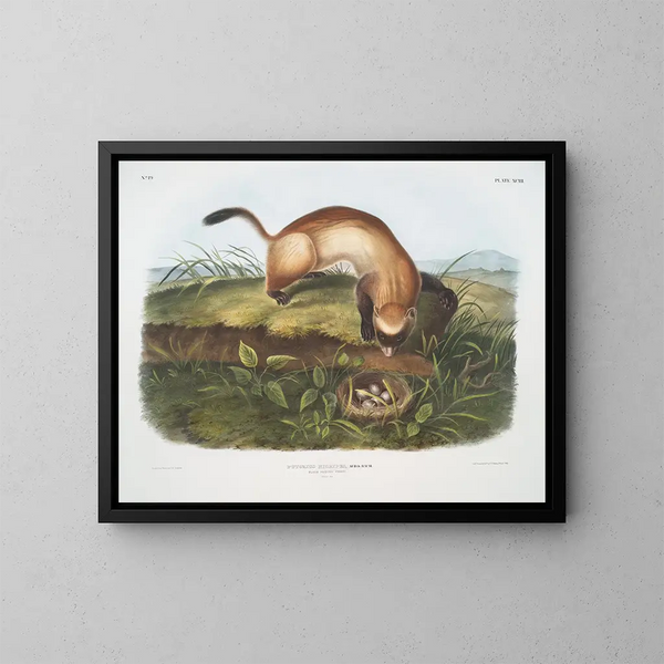 Furet nero a piedi neri dimensione naturale - John Woodhouse Audubon — quadro incorniciato alla parete