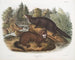 Morse vison dimensione naturale maschio e femmina - John Woodhouse Audubon — vista dell’opera