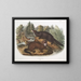 Morse vison dimensione naturale maschio e femmina - John Woodhouse Audubon — quadro incorniciato alla parete