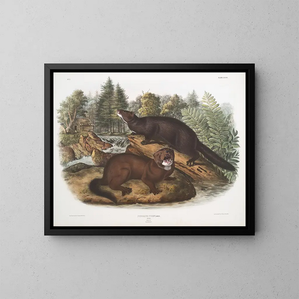 Morse vison dimensione naturale maschio e femmina - John Woodhouse Audubon — quadro incorniciato alla parete