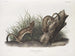 Fouine bianca dimensione naturale 1 maschio 2 femmine - John Woodhouse Audubon — vista dell’opera