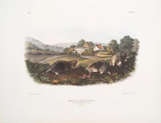 Mole shrew americano comune dimensione naturale maschio femmina - John Woodhouse Audubon — vista dell’opera