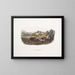Mole shrew americano comune dimensione naturale maschio femmina - John Woodhouse Audubon — quadro incorniciato alla parete