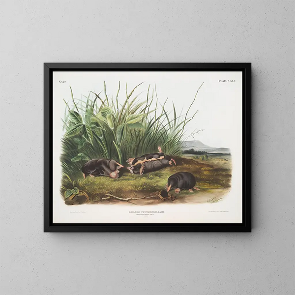 Sorex townsendii, dimensione naturale - John Woodhouse Audubon — quadro incorniciato alla parete