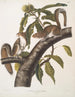 Sciurus carolinensis, scoiattolo grigio della Carolina, dimensioni naturali, maschio e femmina - John Woodhouse Audubon — vista dell’opera